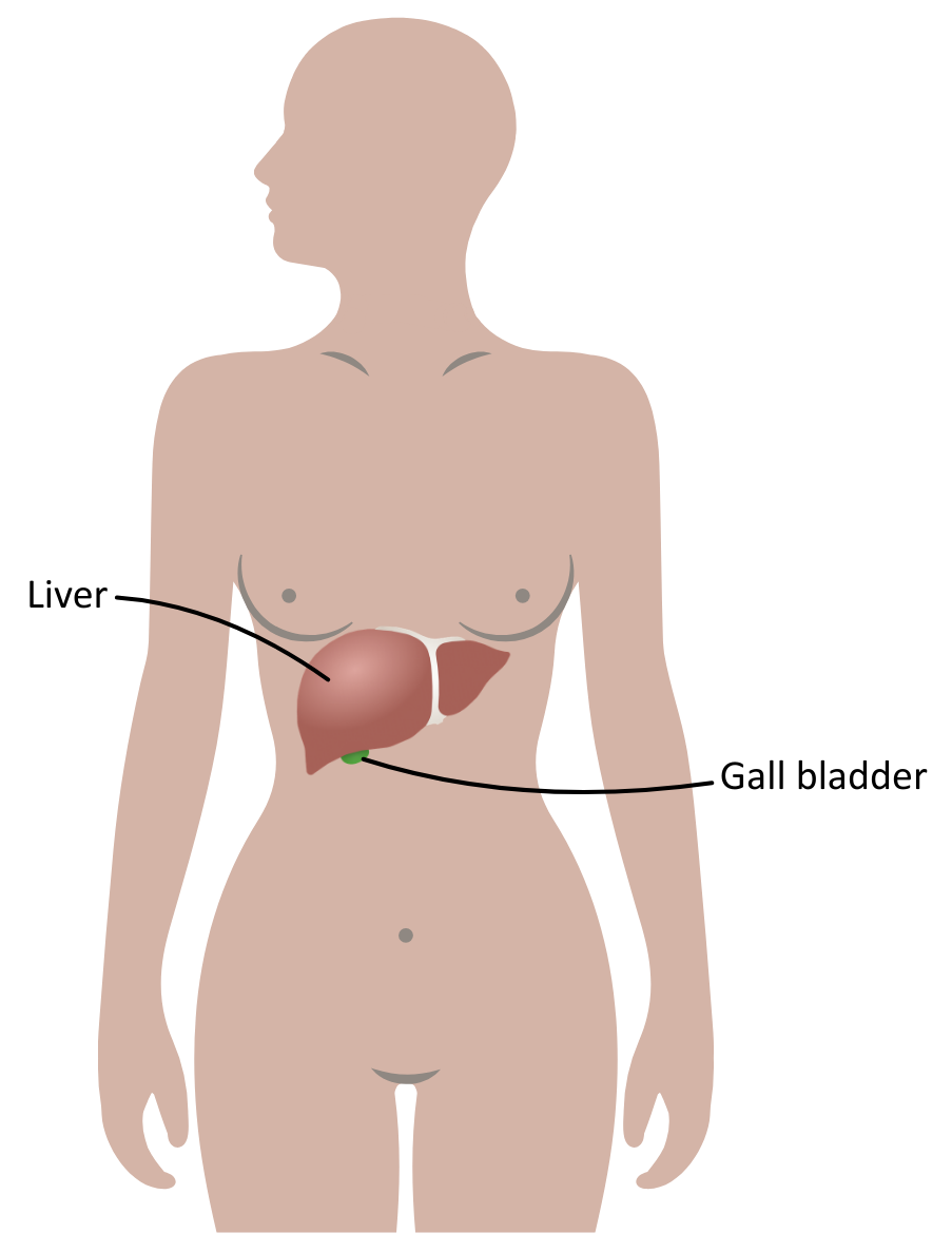 Liver position in the body OCR A Level Biology