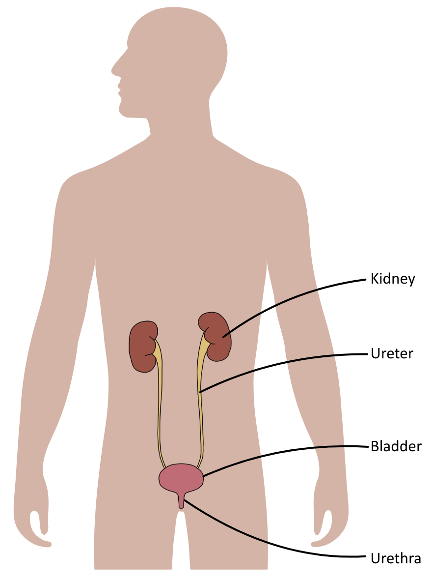 Kidney position in the body OCR A Level Biology