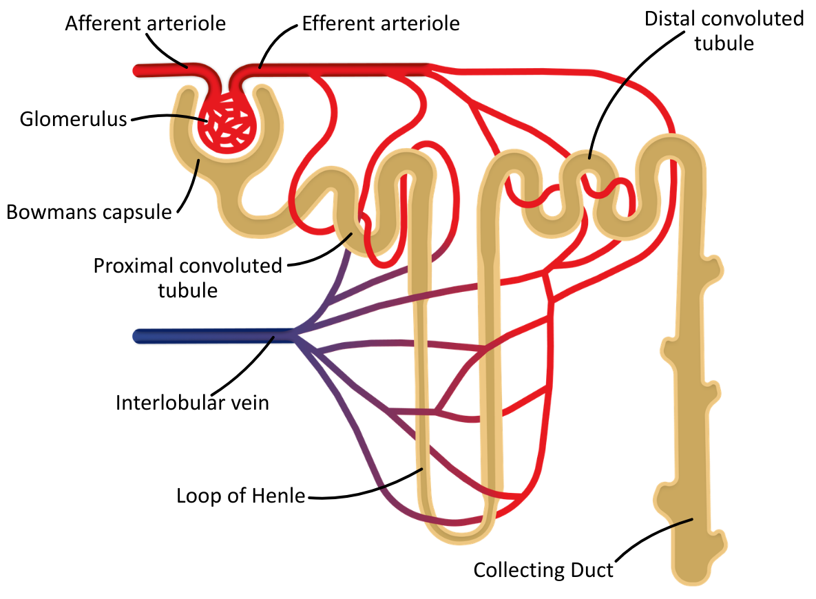 Kidney Nephron Diagram OCR A level Biology
