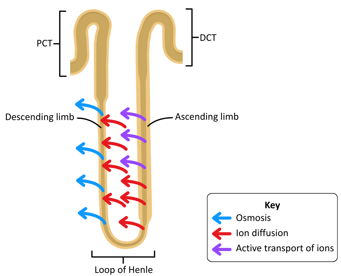 Loop of Henle with substance movement OCR A level Biology