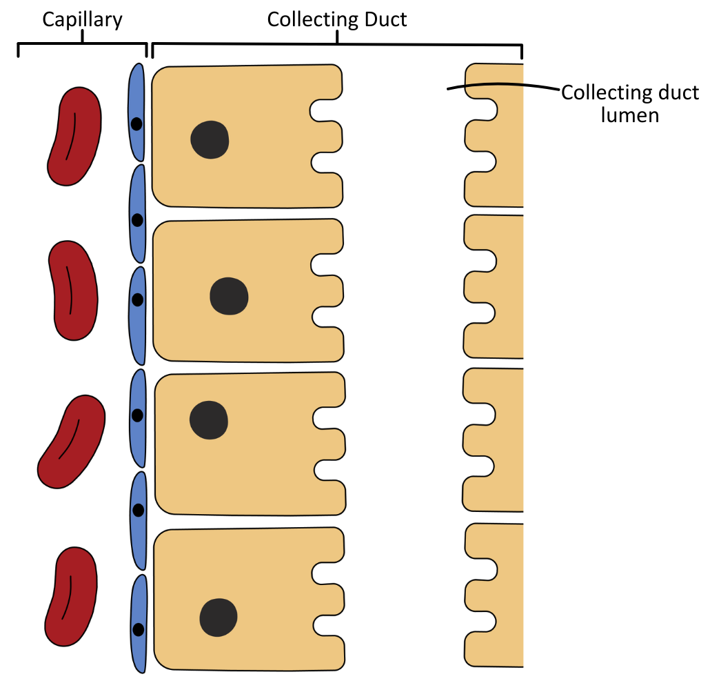 Reabsorption of water via aquaporin in collecting duct cell OCR A Level Biology