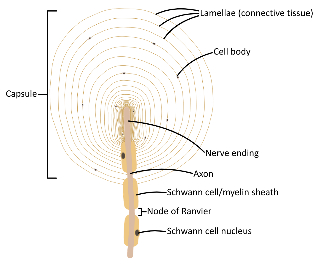 Pacinian Corpuscle diagram OCR A Level Biology