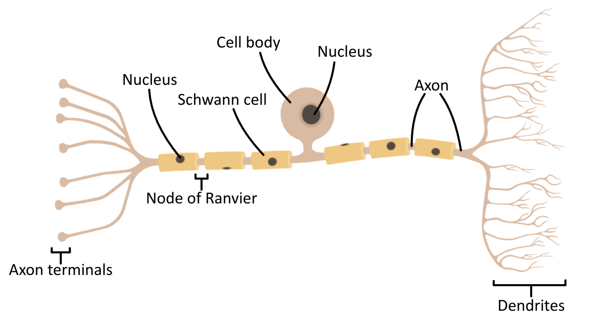 Sensory neurone diagram OCR A Level Biology
