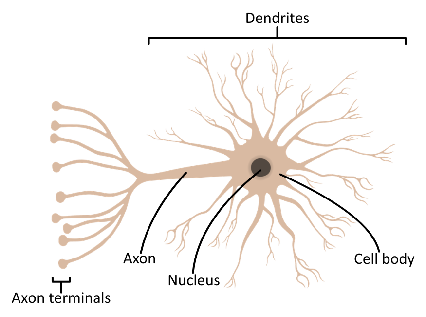 Relay Neurone diagram OCR A Level Biology