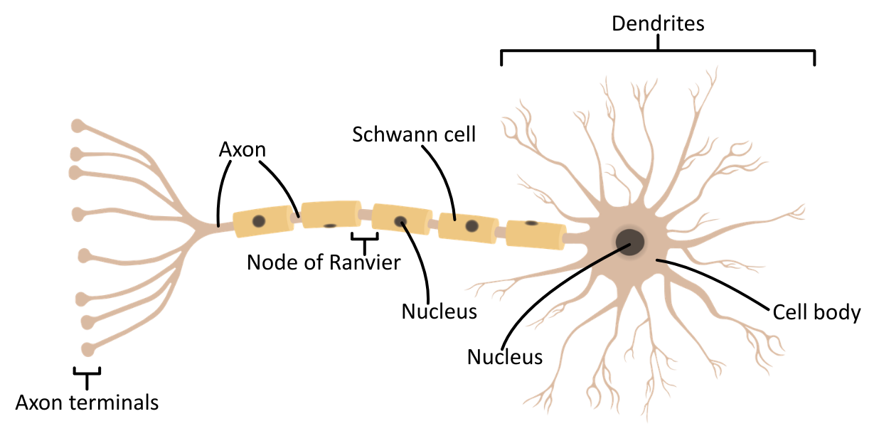 Motor neurone diagram OCR A level Biology