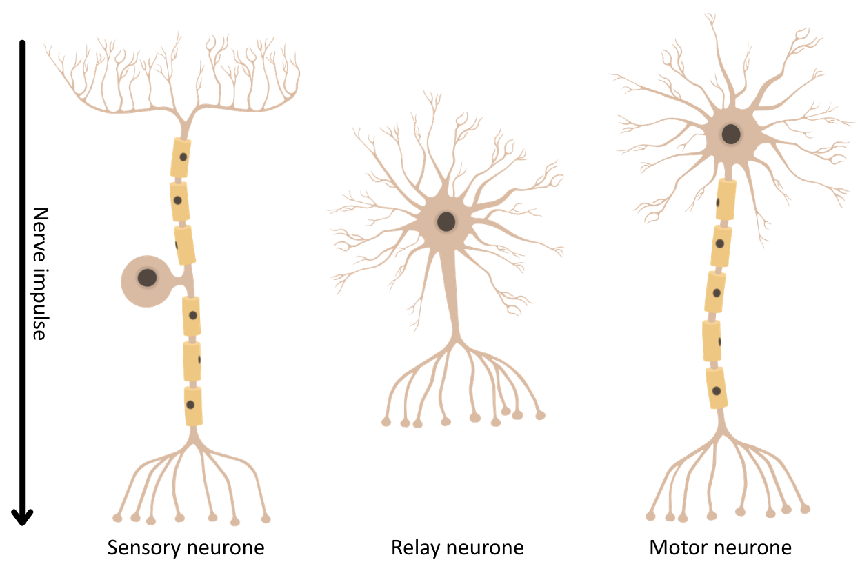 Types of neurone diagram OCR A Level Biology