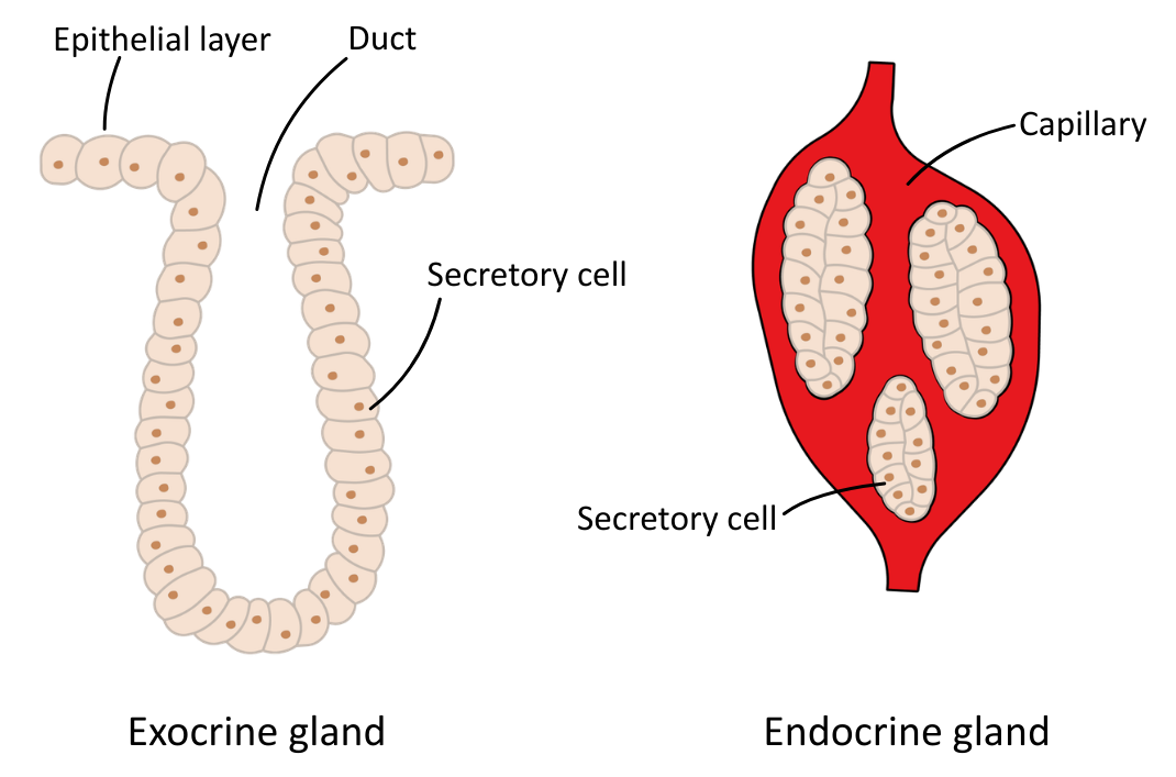 Endocrine and Exocrine Gland Structure diagram OCR A Level Biology