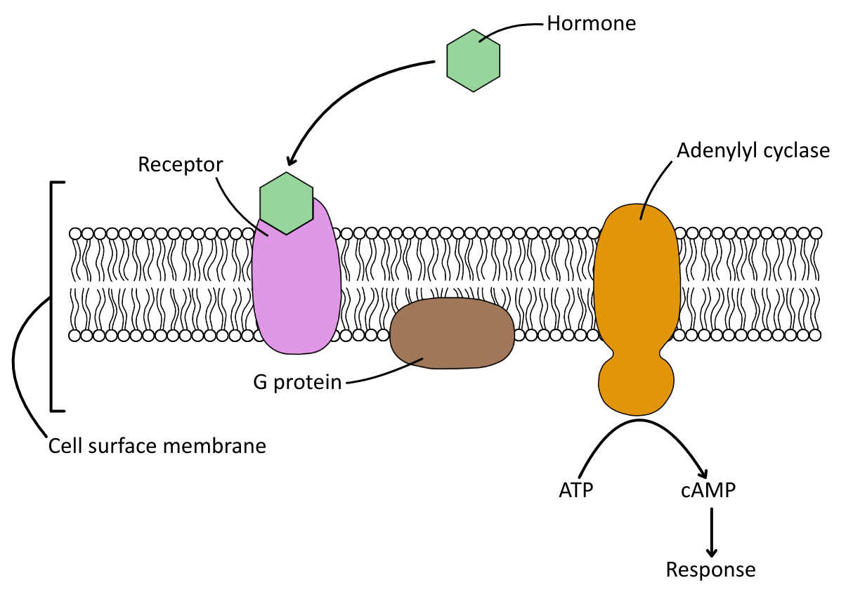 Endocrine Gland Signalling Target Cells Generic OCR A Level Biology