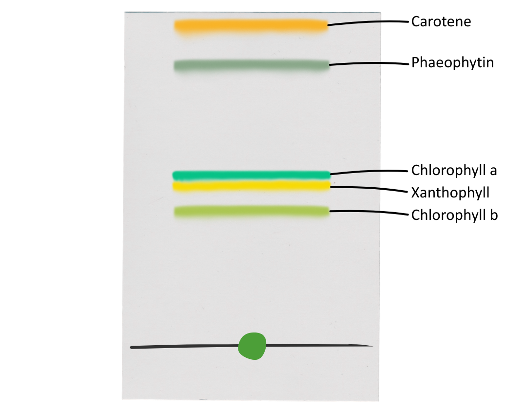 Chromatography of Photosynthetic Pigments OCR A level Biology