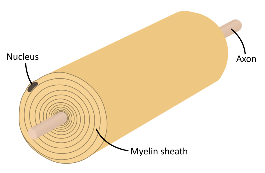Side-On Schwann Cells diagram OCR A Level Biology