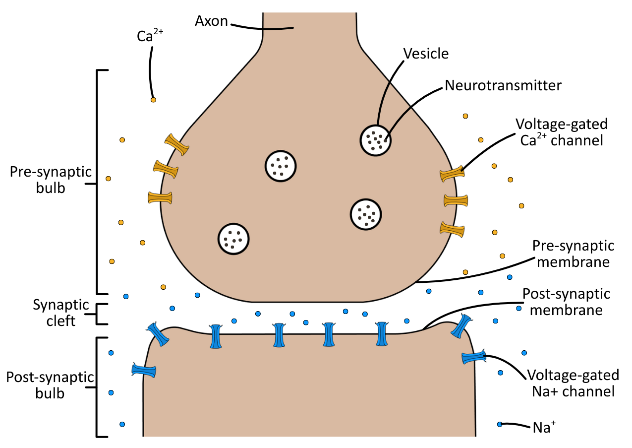 Synapse diagram OCR A Level Biology