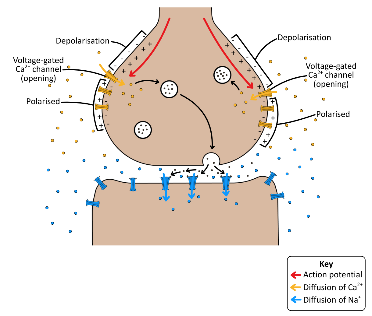 Synaptic Action General (Excitatory) OCR A Level Biology