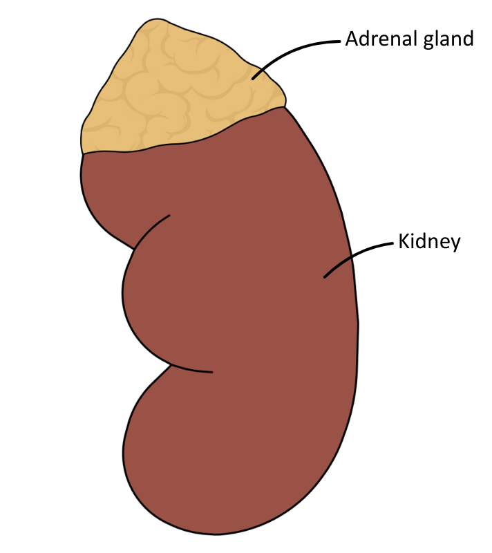 Position Of The Adrenal Glands diagram OCR A level Biology