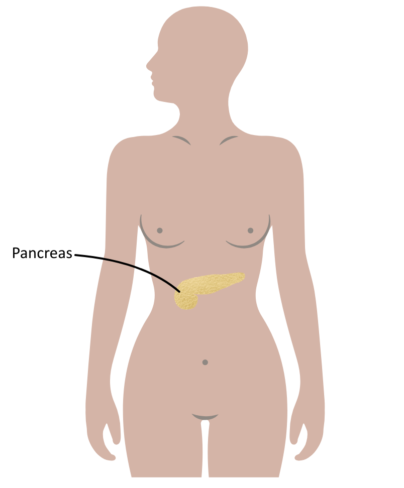 Position Of The Pancreas OCR A Level biology