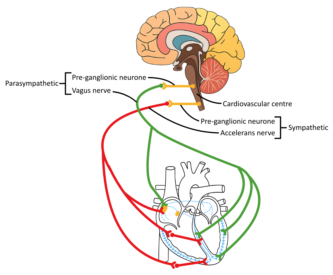 Acclerans and Vagus Nerve OCR A Level Biology