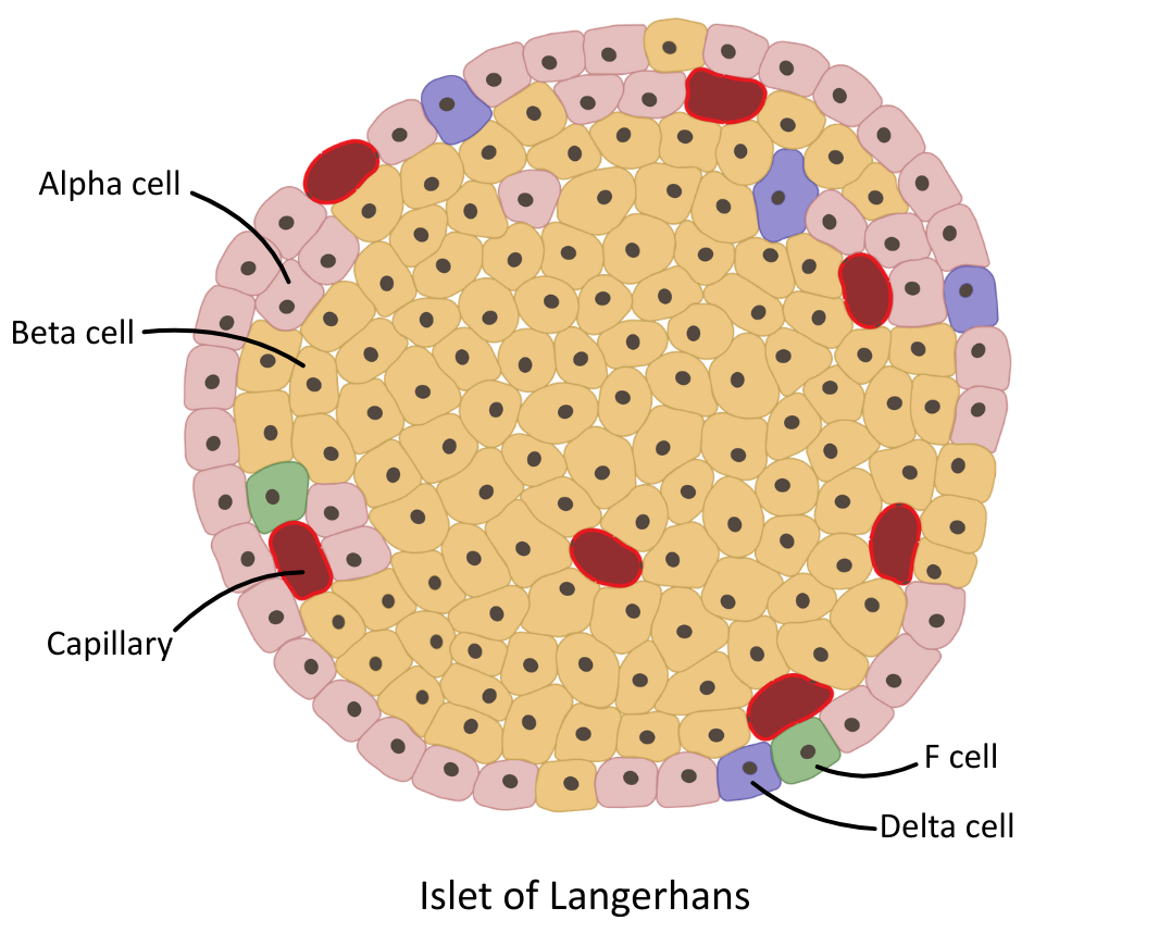 Islet of Langerhans diagram OCR A Level Biology