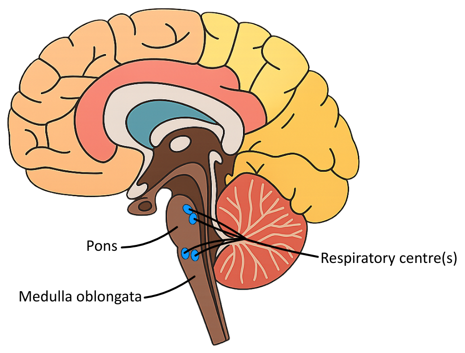 Respiratory Centre Labelled on Brain Diagram OCR A Level Biology