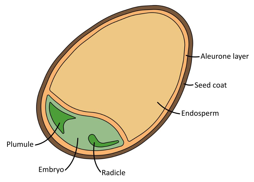 Cereal Grain Structure OCR A level Biology