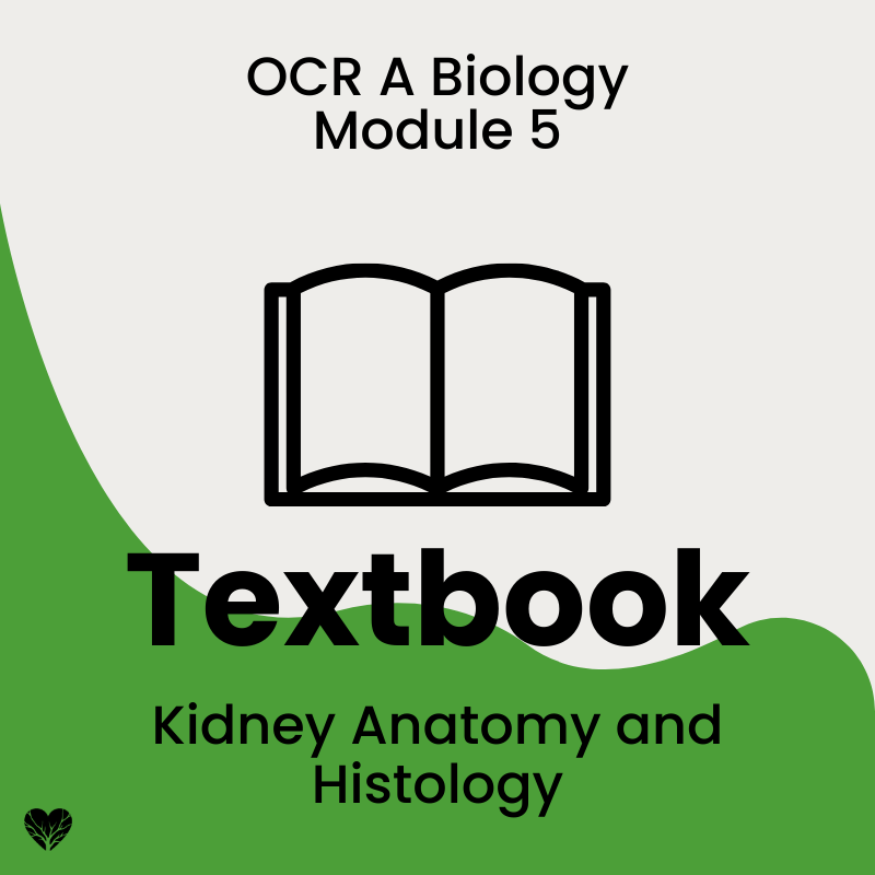 Kidney Anatomy and Histology OCR A level Biology Textbook