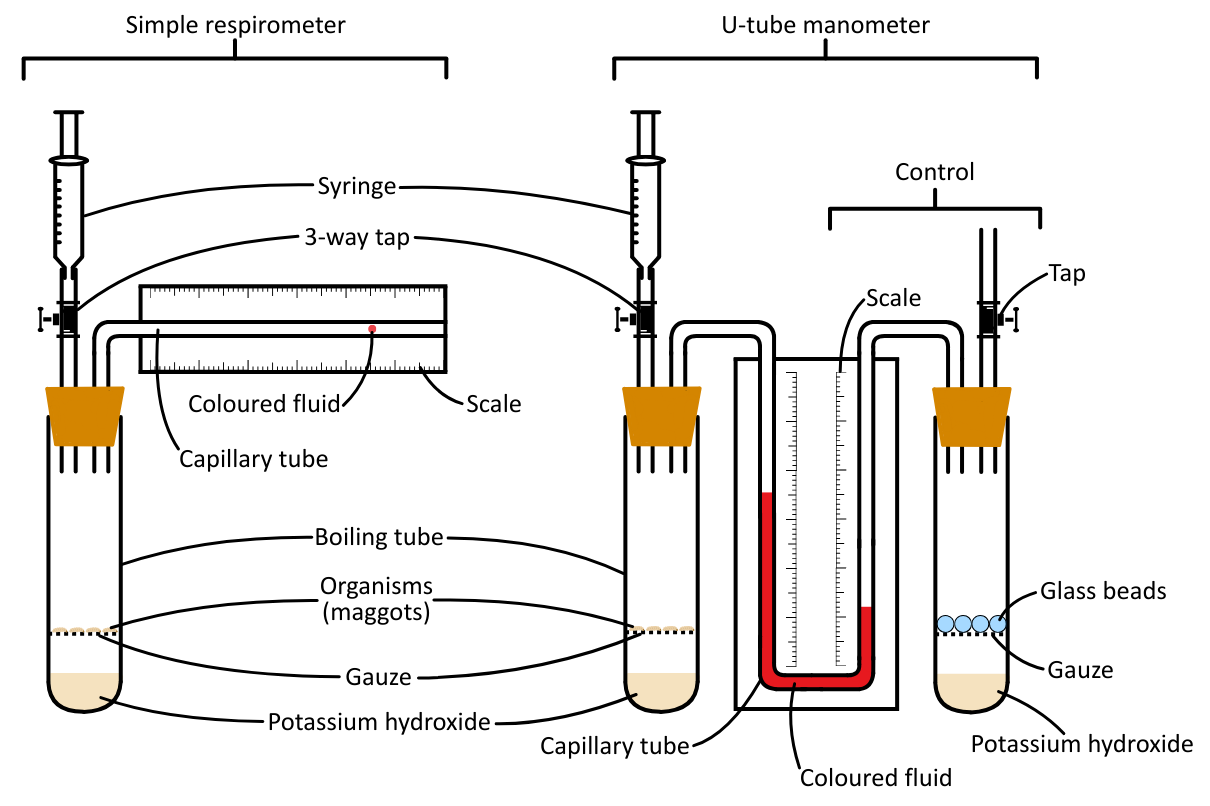 Respirometer Comparison OCR A level Biology