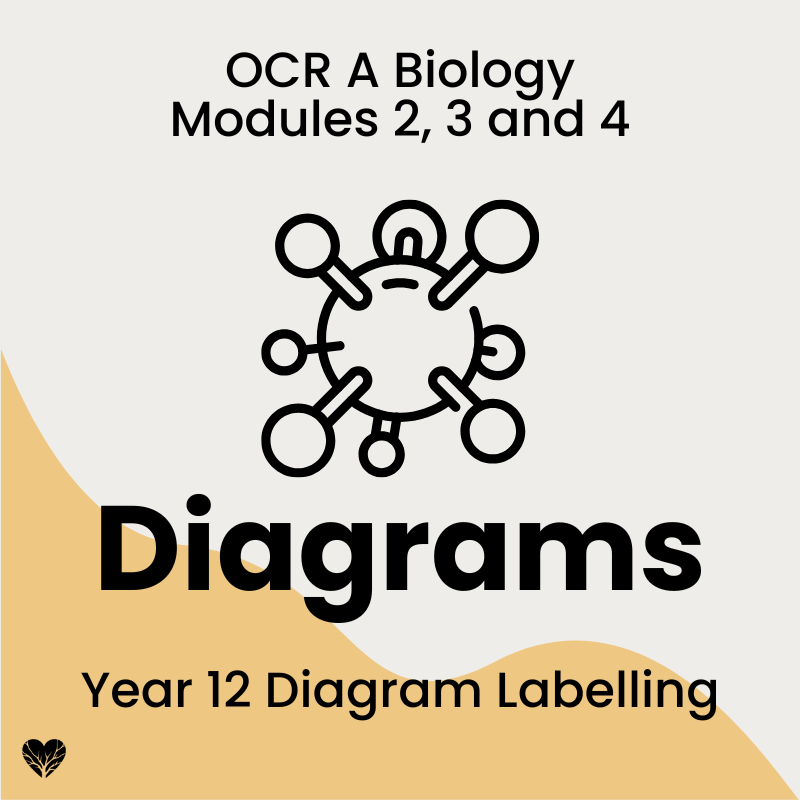 OCR A level Biology Year 12 Diagrams