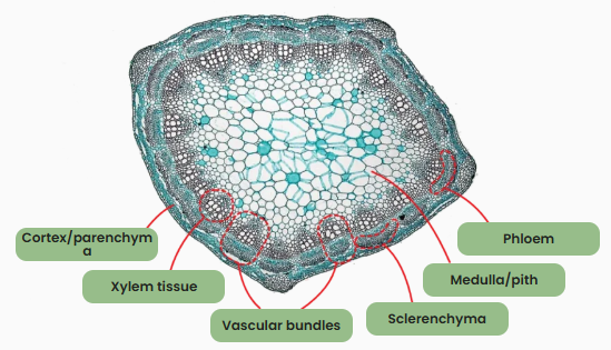 OCR A Level Biology diagram labelling practice