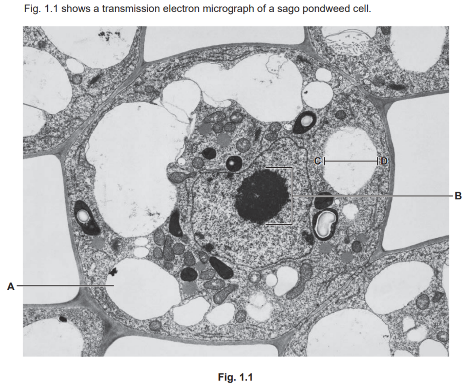 OCR A Level Biology Command Words - Calculate Example