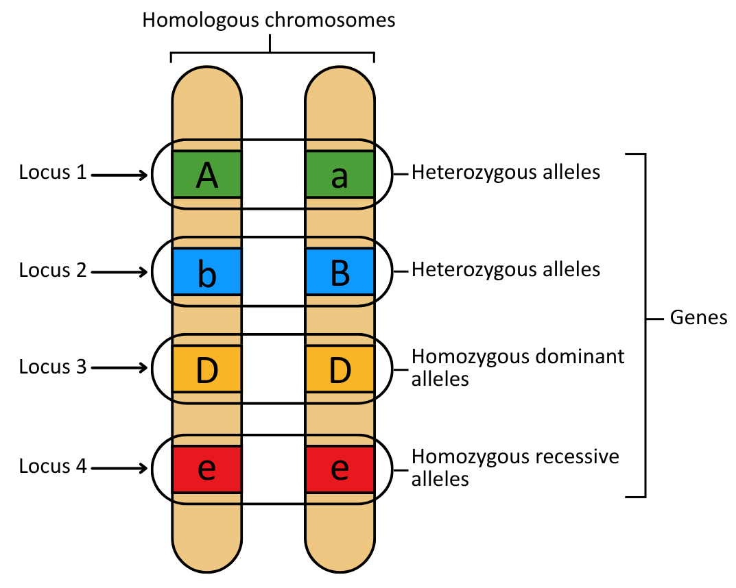 Diagram of genes, loci and alleles - Introduction to Genetic Inheritance OCR A level biology revision notes