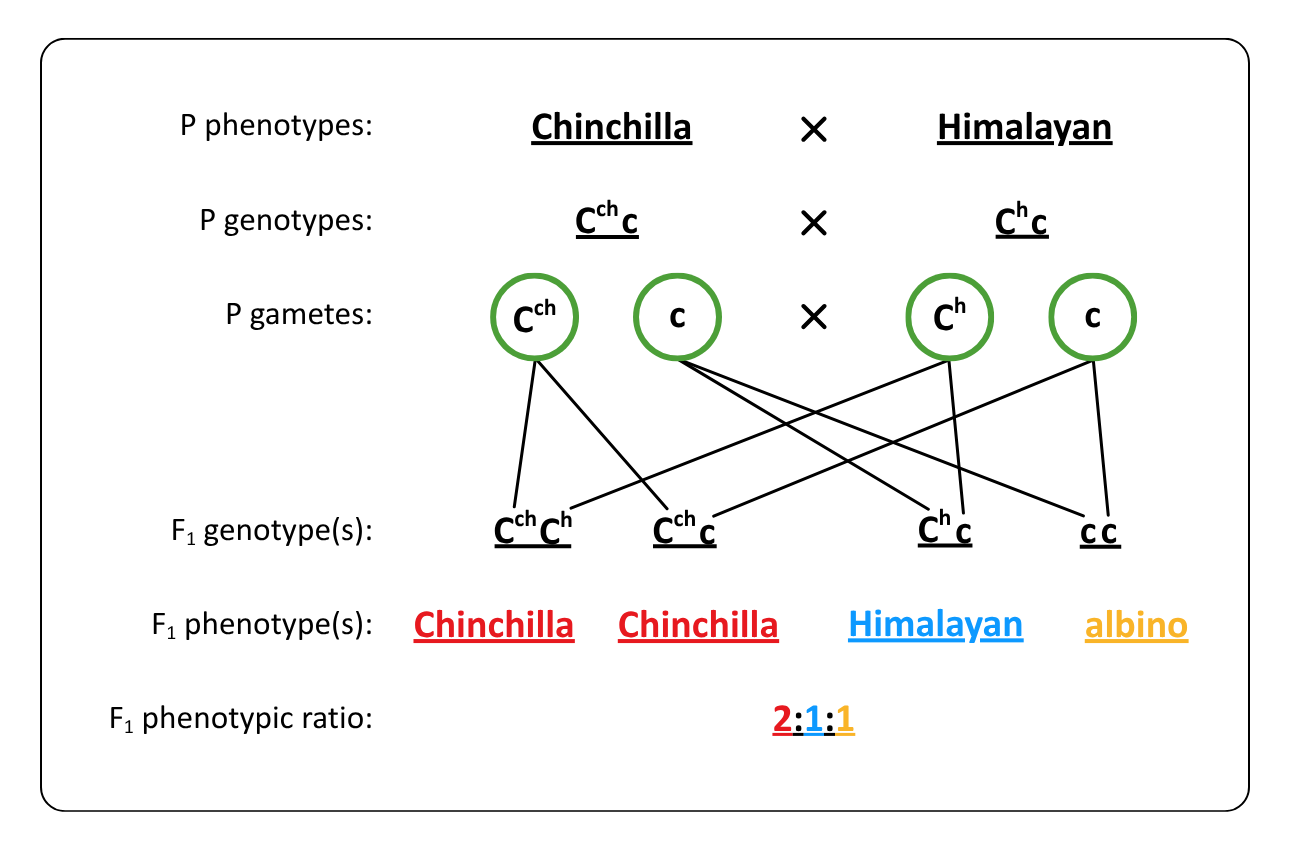 Worked example - Multiple Alleles OCR a level biology revision notes