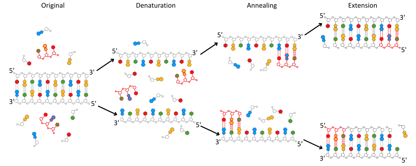 PCR Steps - The Polymerase Chain Reaction OCR A Level Biology revision notes