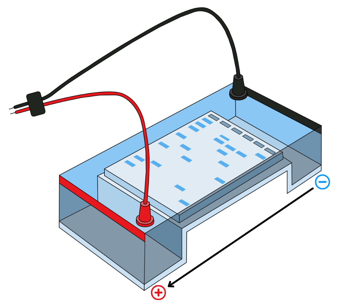 Gel electrophoresis tank with banding - Electrophoresis OCR A Level Biology revision notes