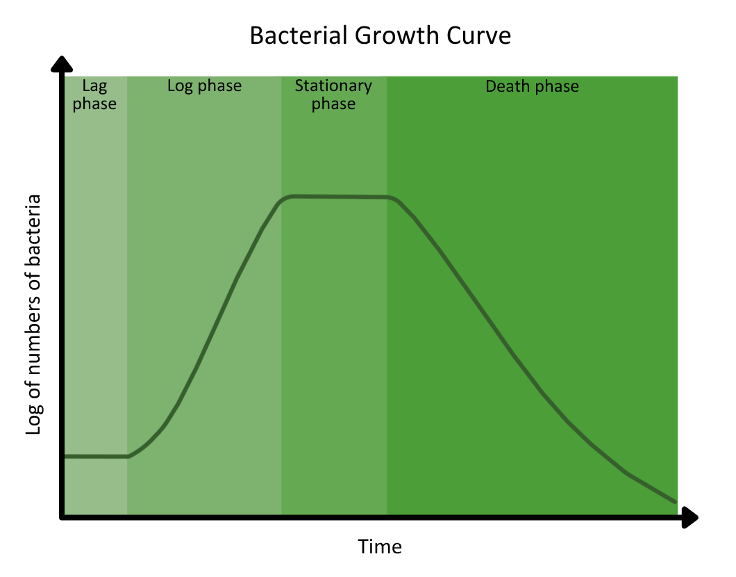 Standard Microorganism Growth Curve - Growth Curve of Microorganisms OCR A Level Biology revision notes