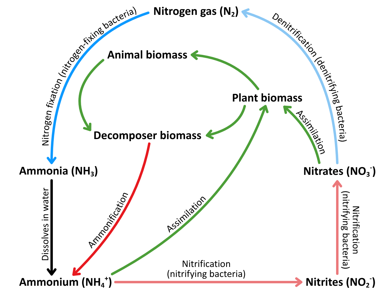 Nitrogen cycle -  Recycling in Ecosystems OCR A Level Biology revision notes