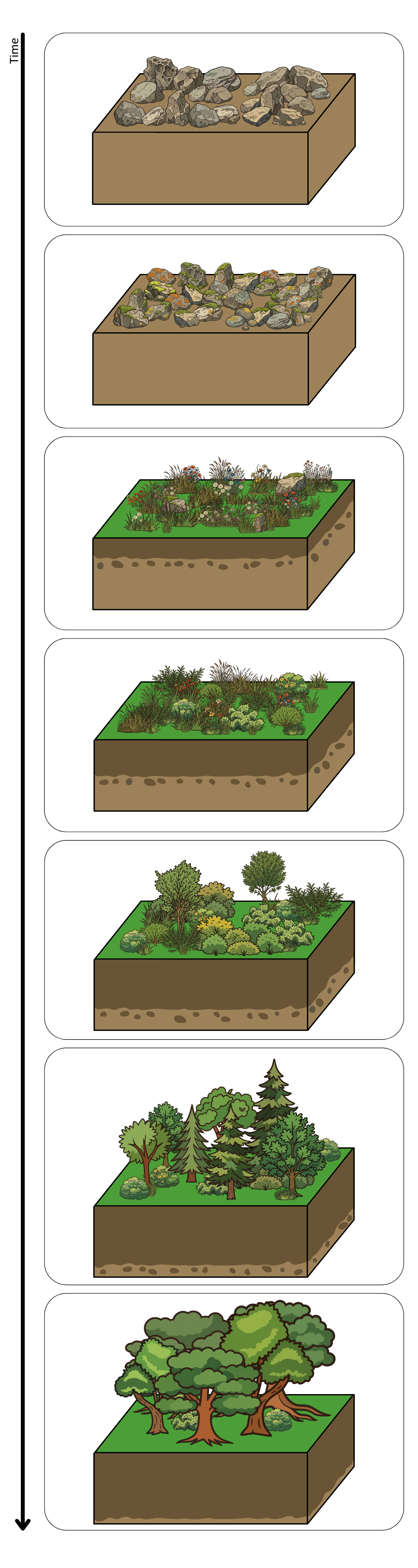 Succession Woodland - Succession OCR A Level Biology revision notes