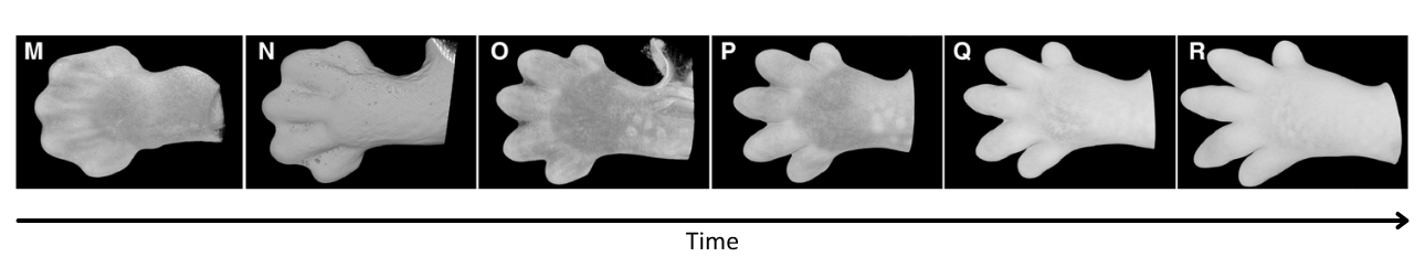Apoptosis In Kitten Paw Morphology - Controlling the Development of Body Form OCR A Level Biology revision notes