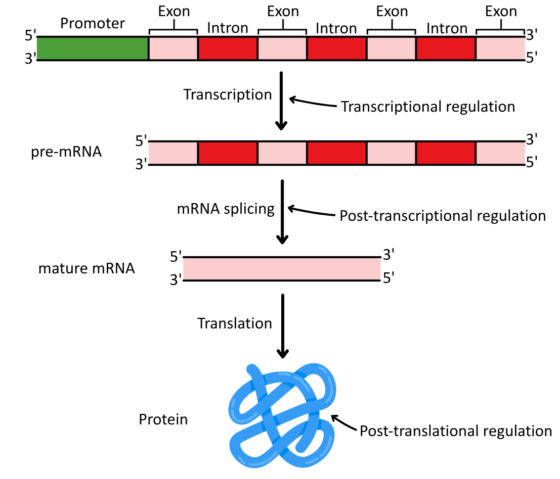 Regulatory Mechanisms Target - Cellular Control of Gene Expression OCR A Level Biology revision notes