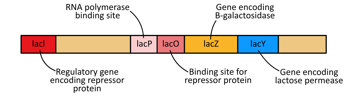 Lac Operon and LacI Components Simplified Layout - The Lac Operon OCR A Level Biology revision notes