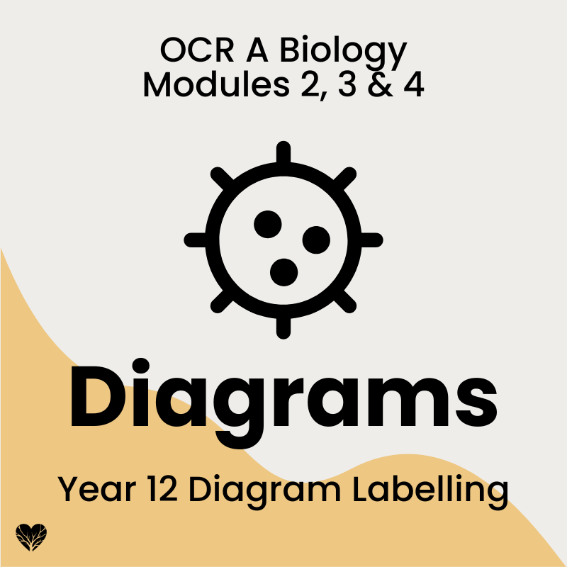 Year 12 Diagrams Cover Year 12 OCR A Level Biology diagrams – 59 drag-and-drop labelling diagrams across Modules 2, 3 and 4